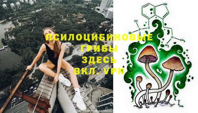 где продают   Краснослободск  Галлюциногенные грибы Cubensis 